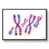 dream watercolour chromosomes front view