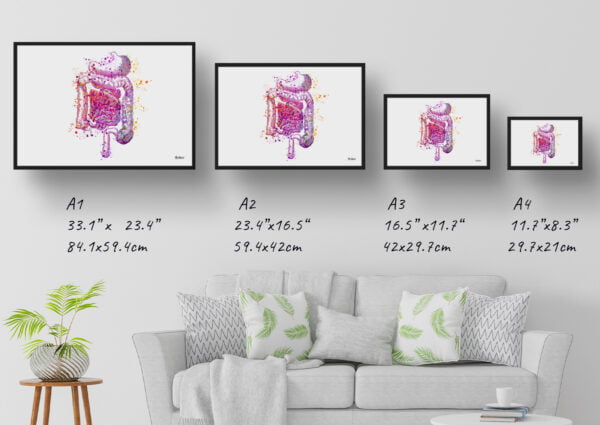 medical splash digestive system print size comparison