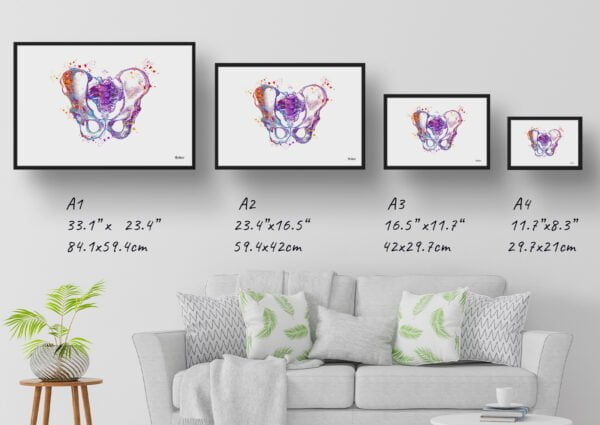 medical splash pelvis hip print size comparison