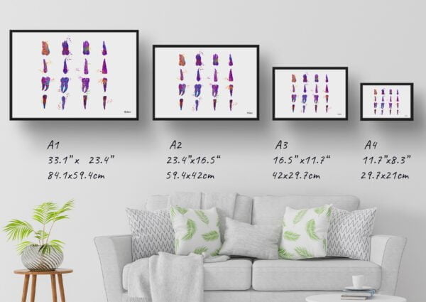 medical splash teeth set print size comparison