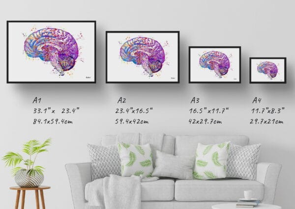 medical splash brain side print size comparison