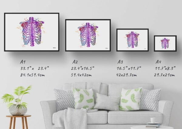 medical splash thorax print size comparison