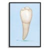 dental whimsical minimalism blue pre molar front view isolated